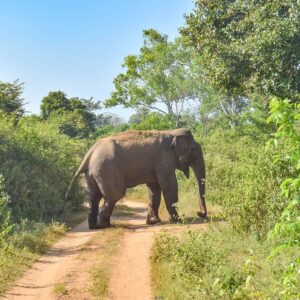 udawalawa wildlife tour