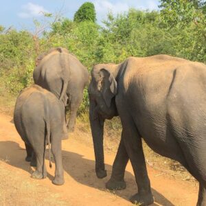 udawalawe safari tour