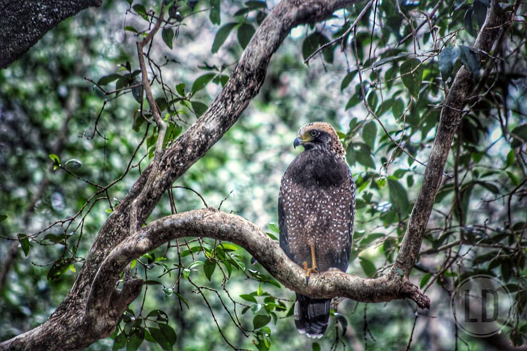 Sri Lanka Safari Tours - Wildlife Tours in Sri Lanka