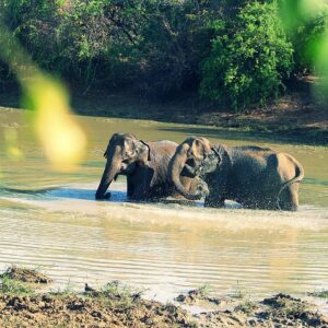 yala national park sri lanka